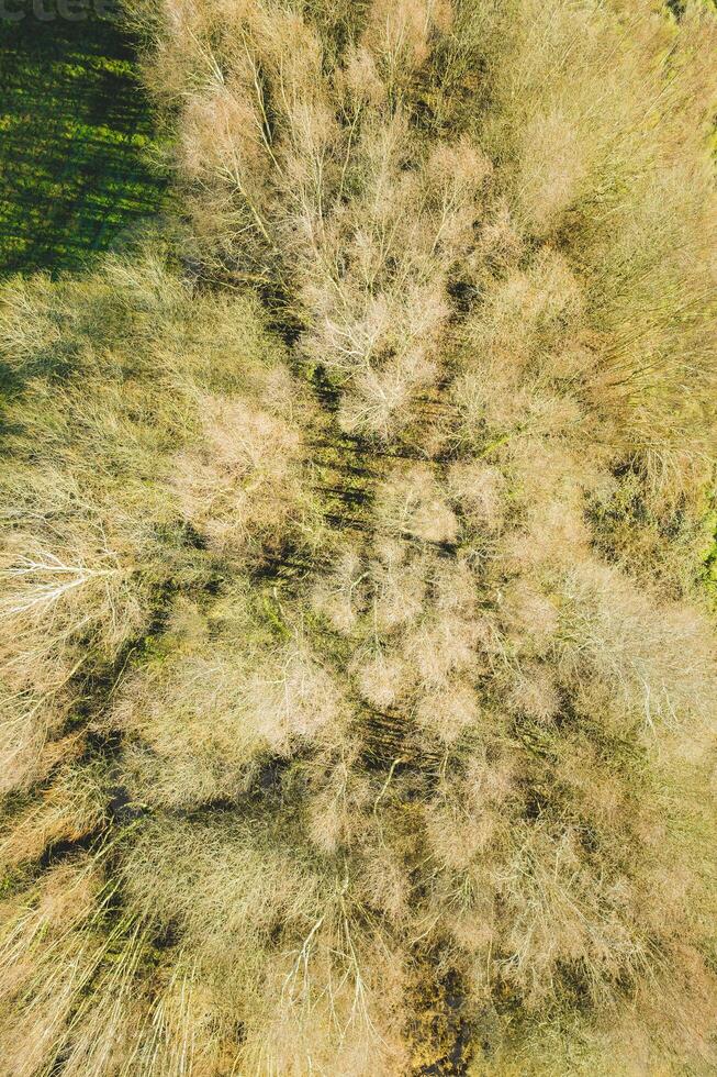 overhead drone aerial view of the canopy of a deciduous forest in winter photo