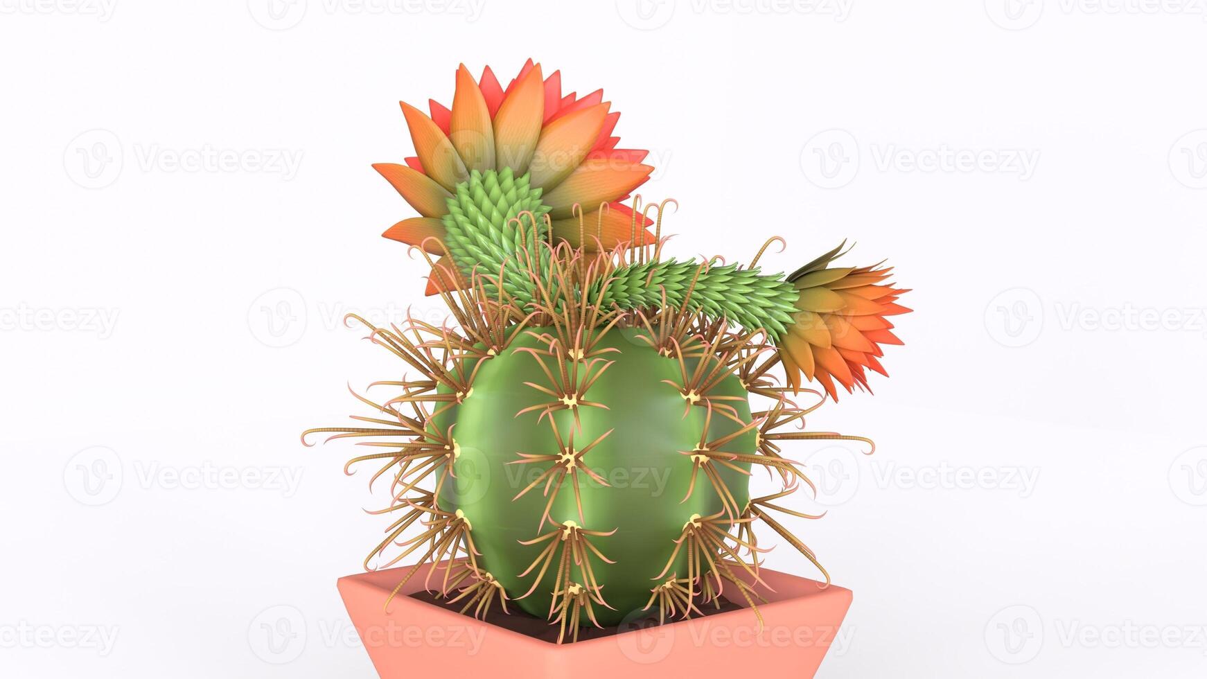 cactus with flowers with white background 6 photo