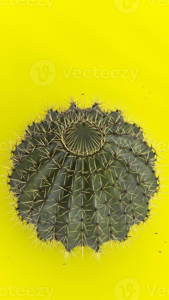Cactus Plant with green background 1 photo