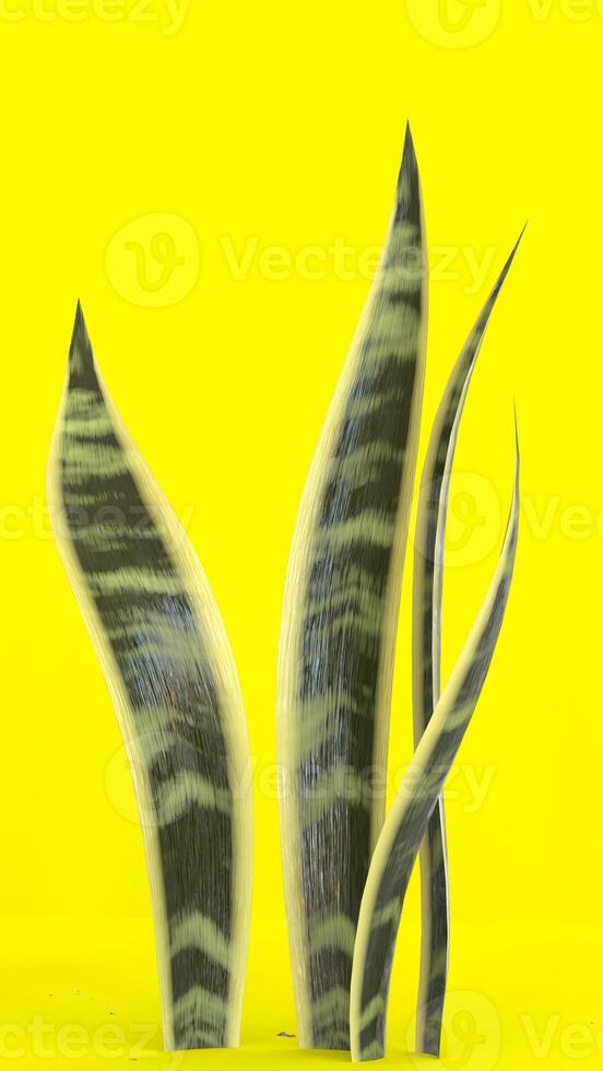 Cactus Plant with green background 2 photo