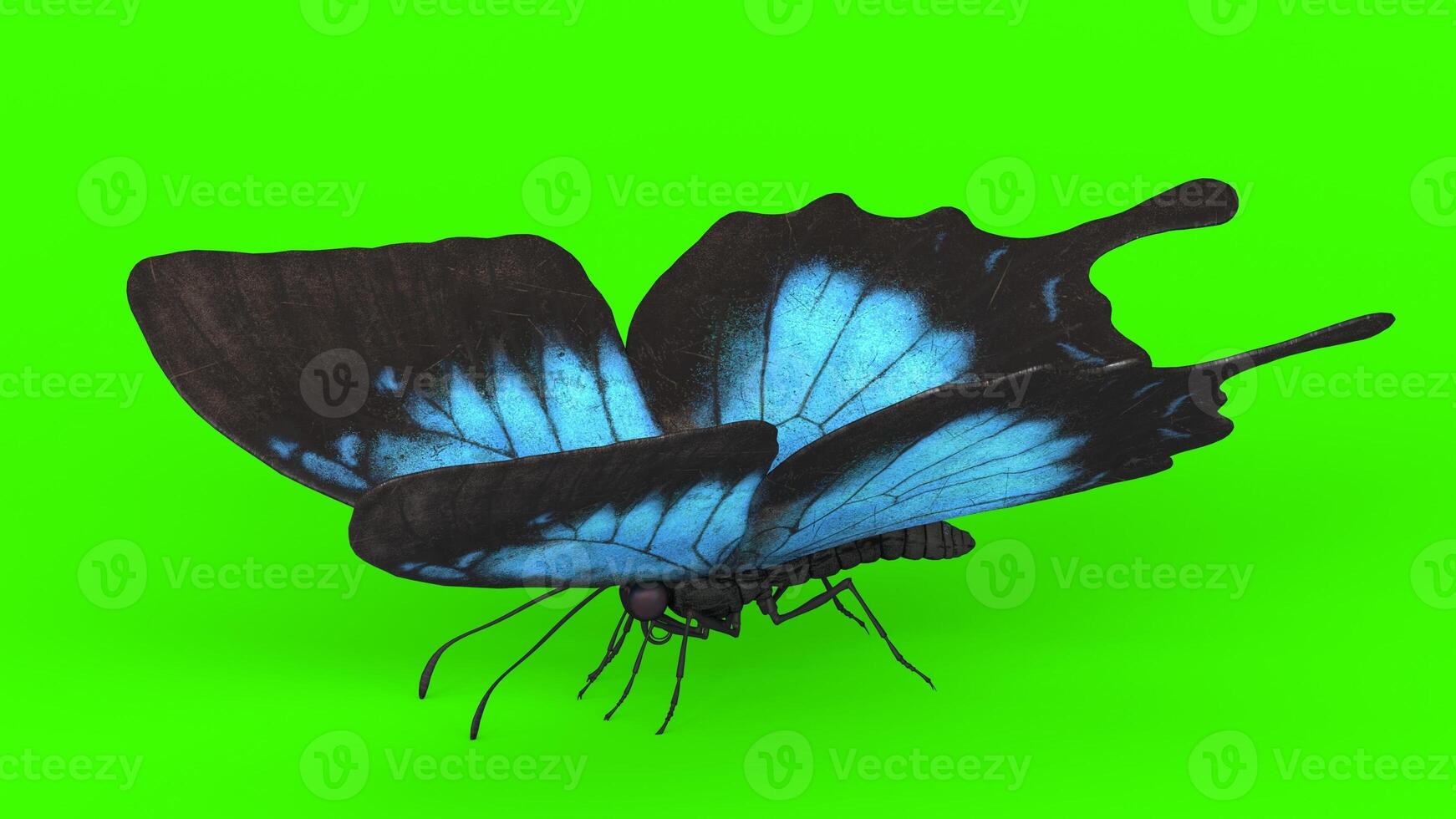 blue butterfly with green background 5 photo