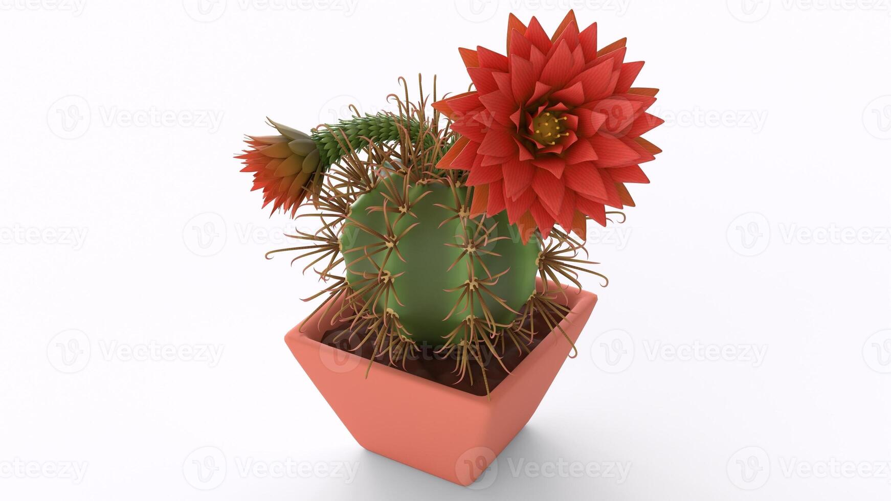 cactus with flowers with white background 4 photo