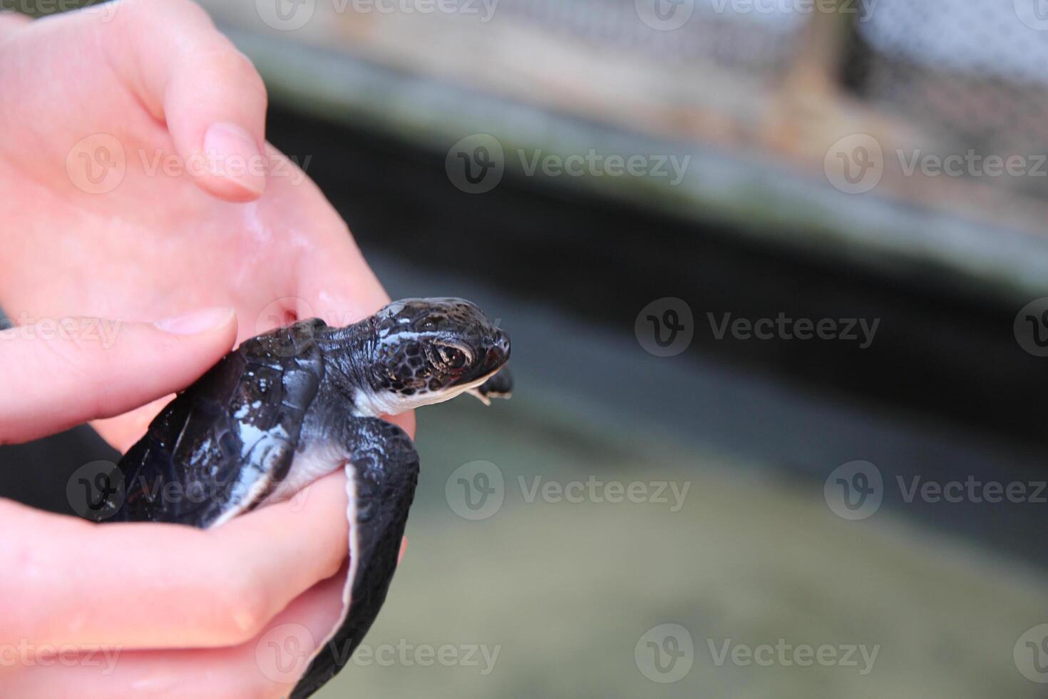 Baby sea turtle in the hands of a worker at a turtle rescue and conservation center. Turtle hatchery, farm. Turtle close-up photo