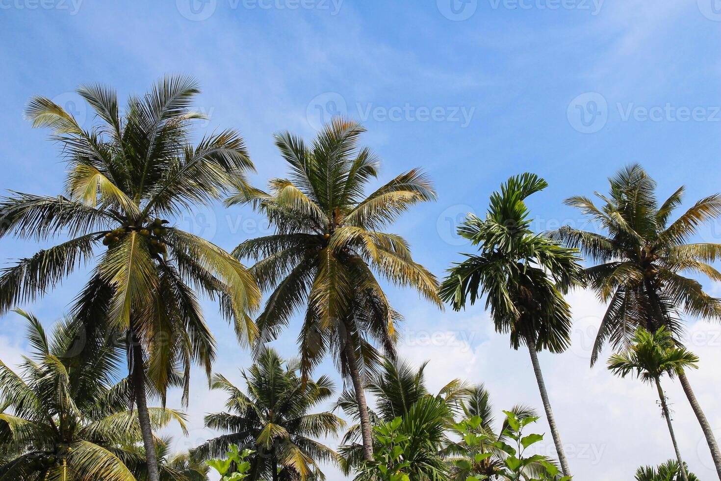 Tropical landscape with coconut palm trees against blue sky. View through palm trees silhouettes. Tropical paradise image for poster or postcard. Travel and tourism photo