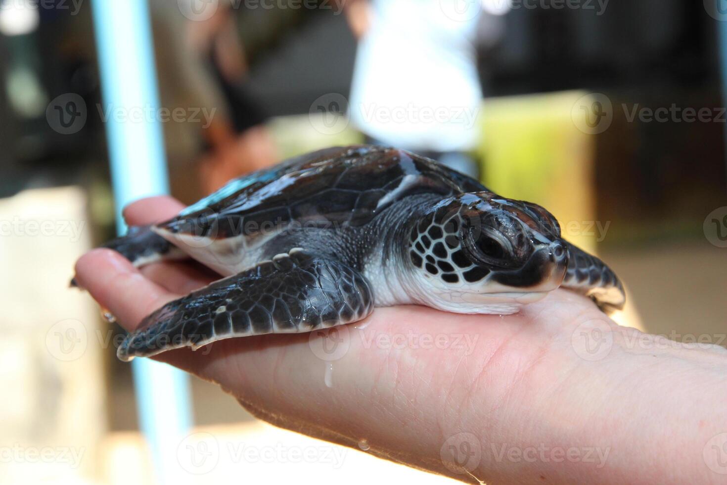 newborn turtle lies on hand. Worker examines baby turtle in nest. Turtle farm for sea turtle conservation and rescue in Sri Lanka. Turtle close-up photo
