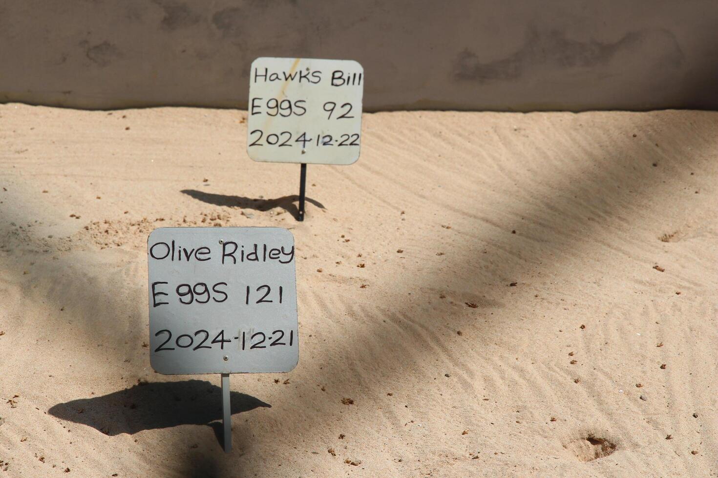 Unawatuna, Sri Lanka - January 7, 2025 Signs with the number, date and name of the turtle clutch on the sand at the turtle hatchery conservation center photo