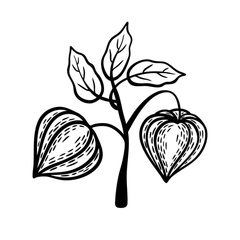 Physalis branch with leaves. Hand drawn monochrome vector