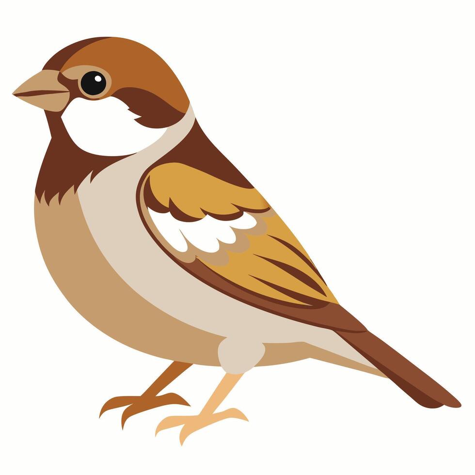 Cartoon sparrow bird. Suitable for educational posters, logos, children's books and encyclopedias. Children's picture vector
