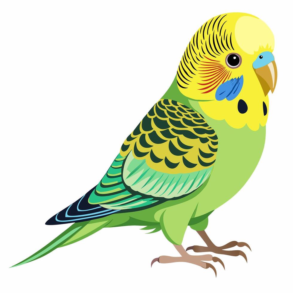 Cute parrot isolated on white background. Green small budgerigar. Talking realistic budgies. Domestic birds.Suitable for education poster infographic guide catalog,children's books. vector
