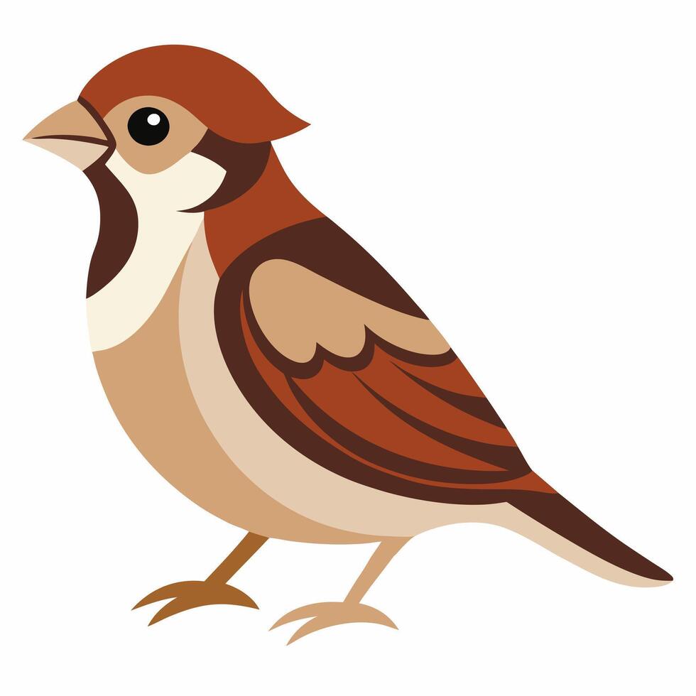 Cute sparrow cartoon bird. Suitable for educational posters, logos, children's books and encyclopedias. Children's picture. vector
