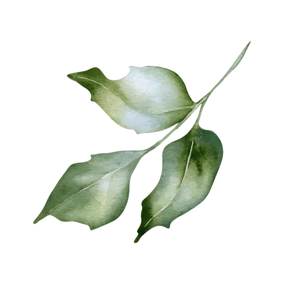 Holly leaf watercolor illustration isolated on white. Greenery leaf in soft colors hand drawn. Delicate branch in sage green painted in botanical sketch for nature background, foliage wedding design vector