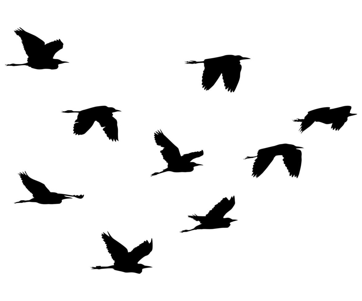 Flying birds isolated on white background illustration vector