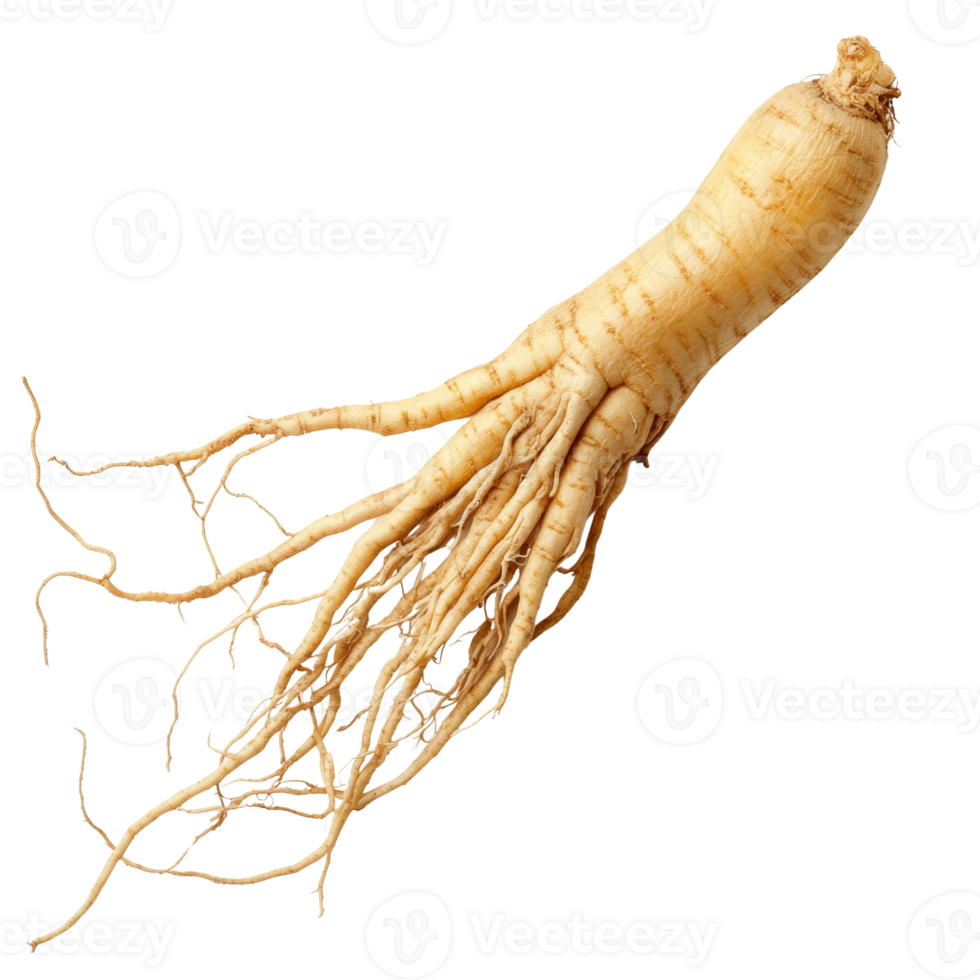 A Single Ginseng Root with Extensive Root System png
