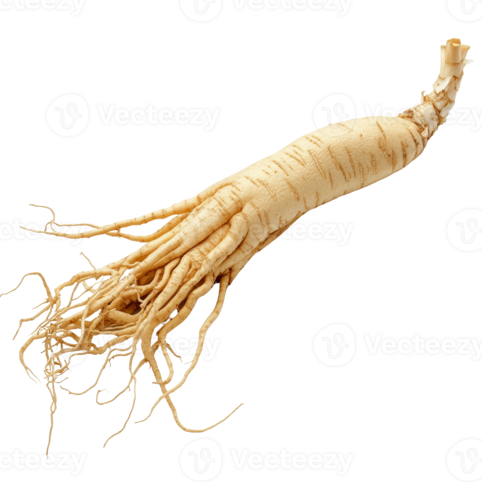 A Single Ginseng Root With Extensive Branching Roots png