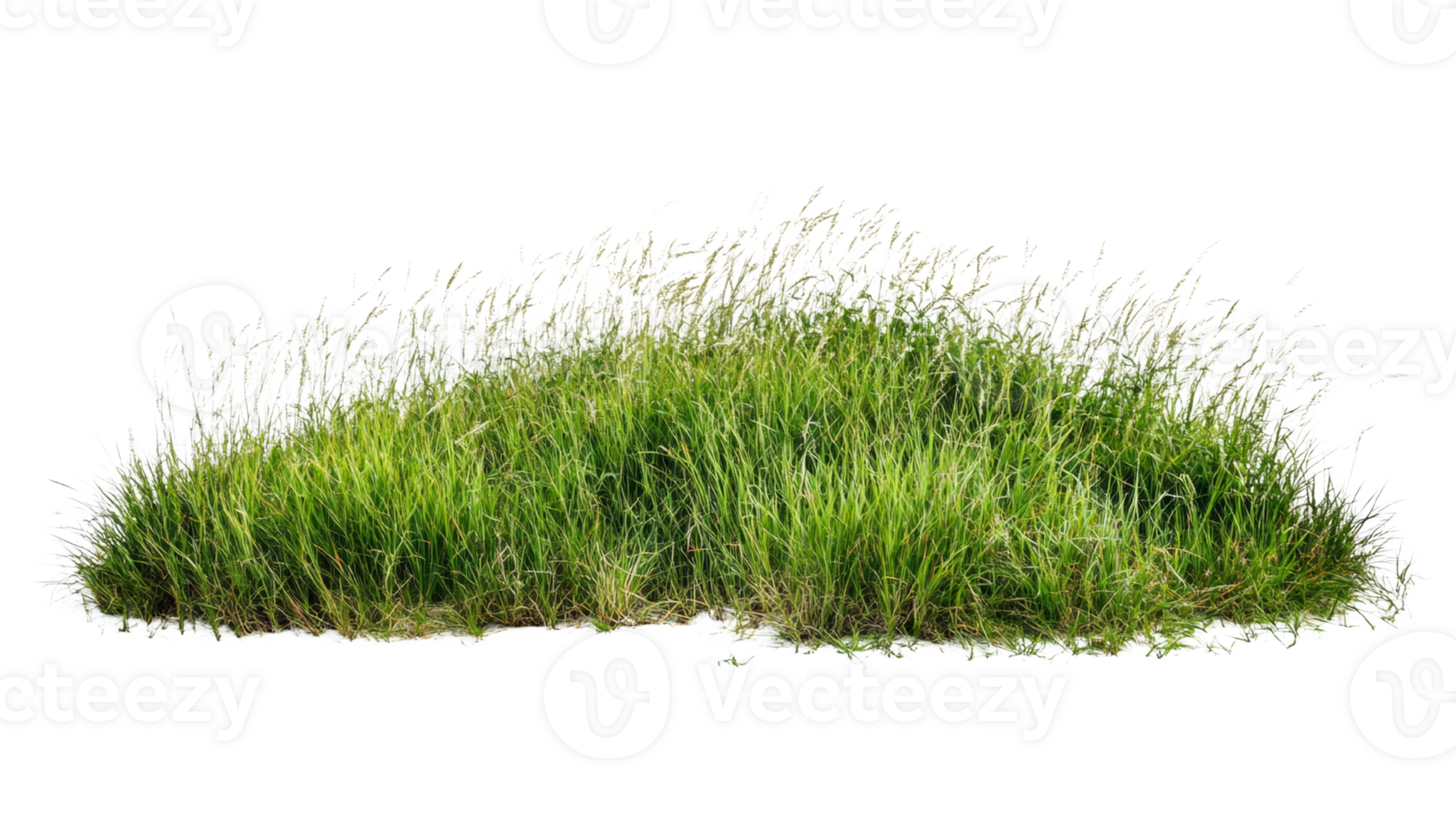 Lush green grass clump with tall blades png