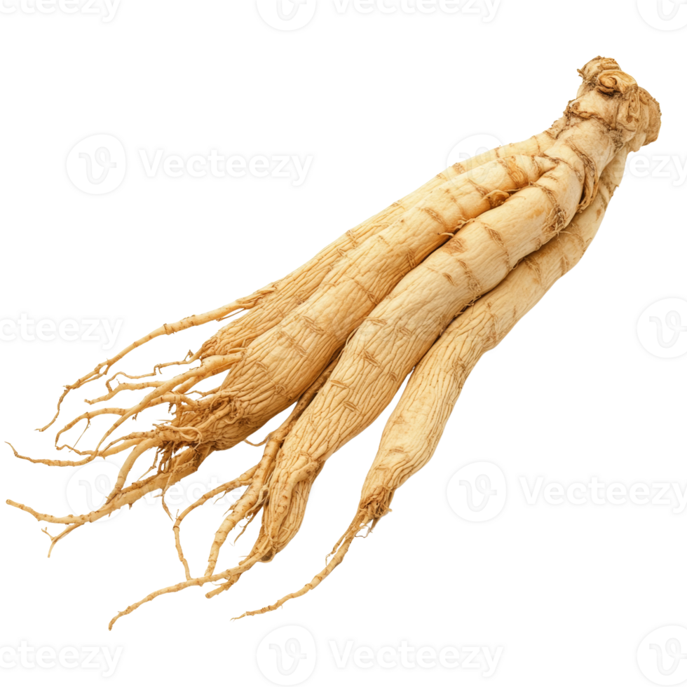 Dried Ginseng Roots Displaying Complex Root System png