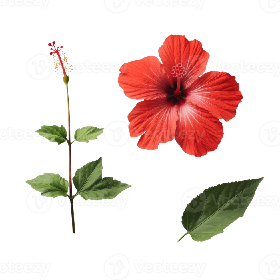 Red Hibiscus Flower with Stem and Leaves Isolated png