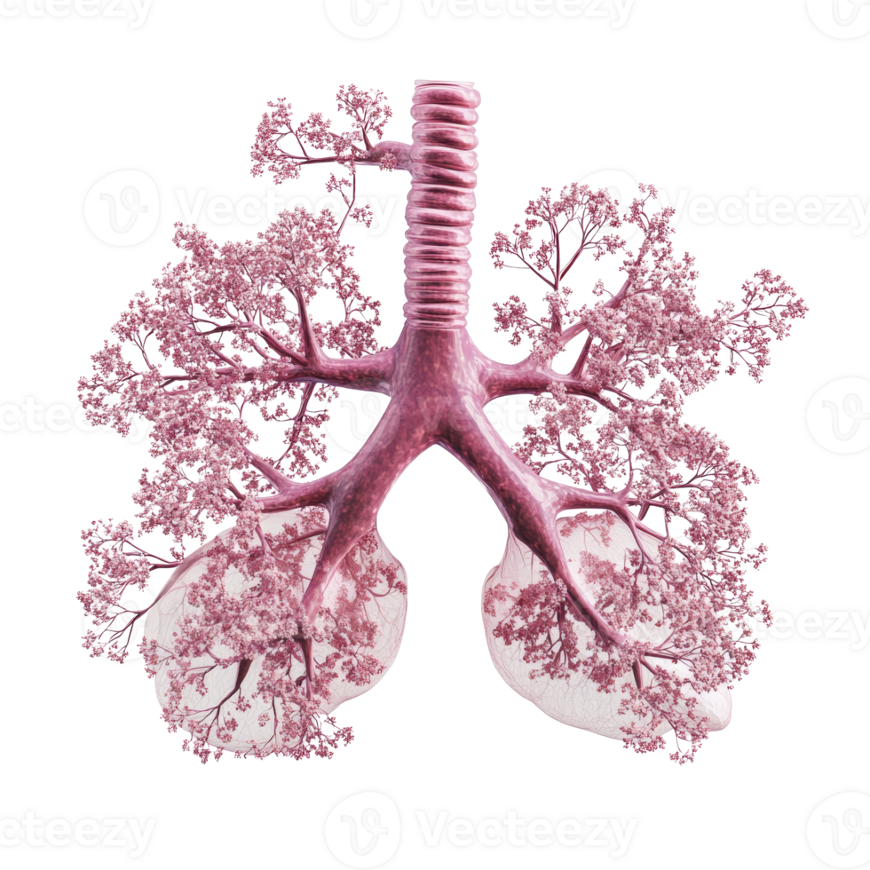Artistic Representation of Human Lungs and Bronchial Tree png