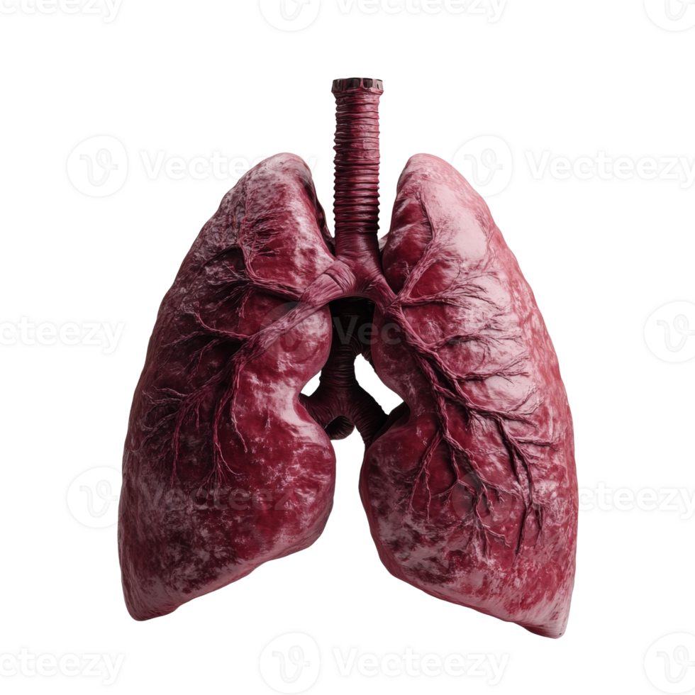 Detailed anatomical rendering of human lungs png