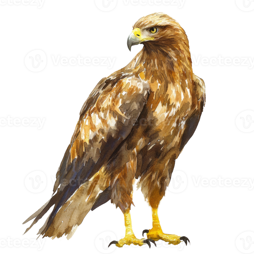 Watercolor Painting of a Majestic Golden Eagle. cu out png