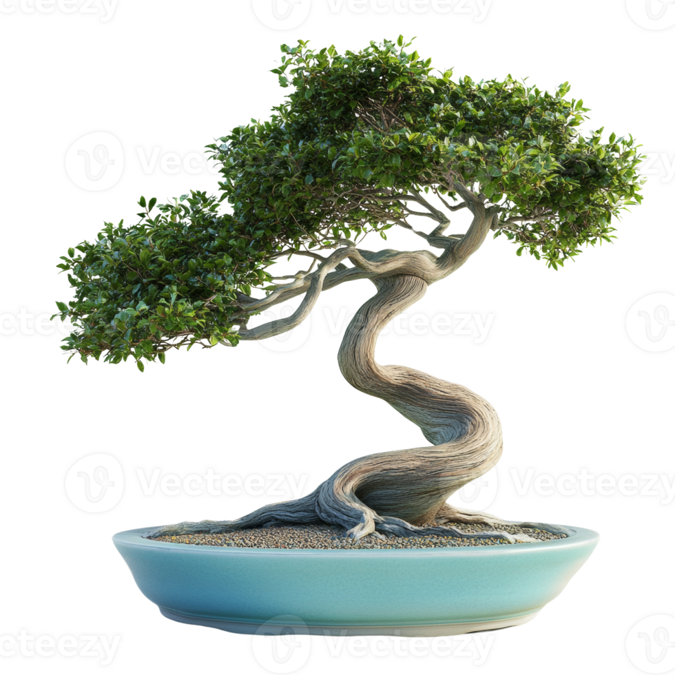 A Stunning Bonsai Tree in a Teal Pot png