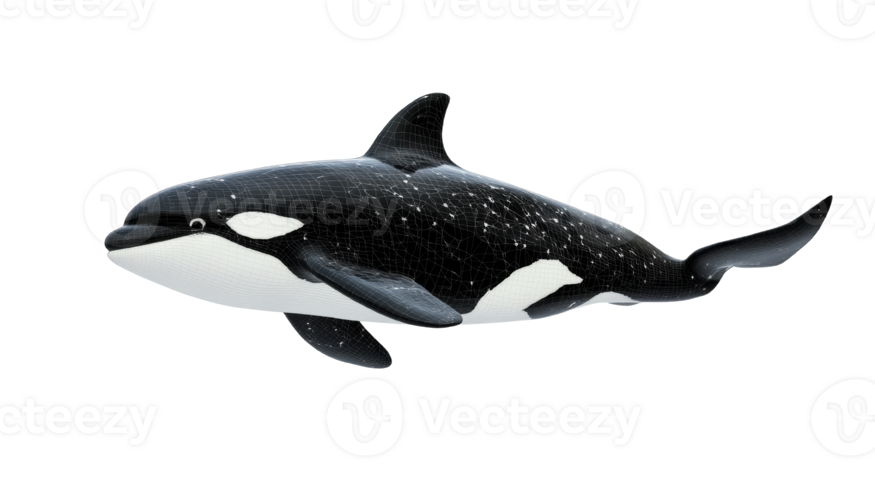 Wireframe Model of a Killer Whale in Three Dimensions png