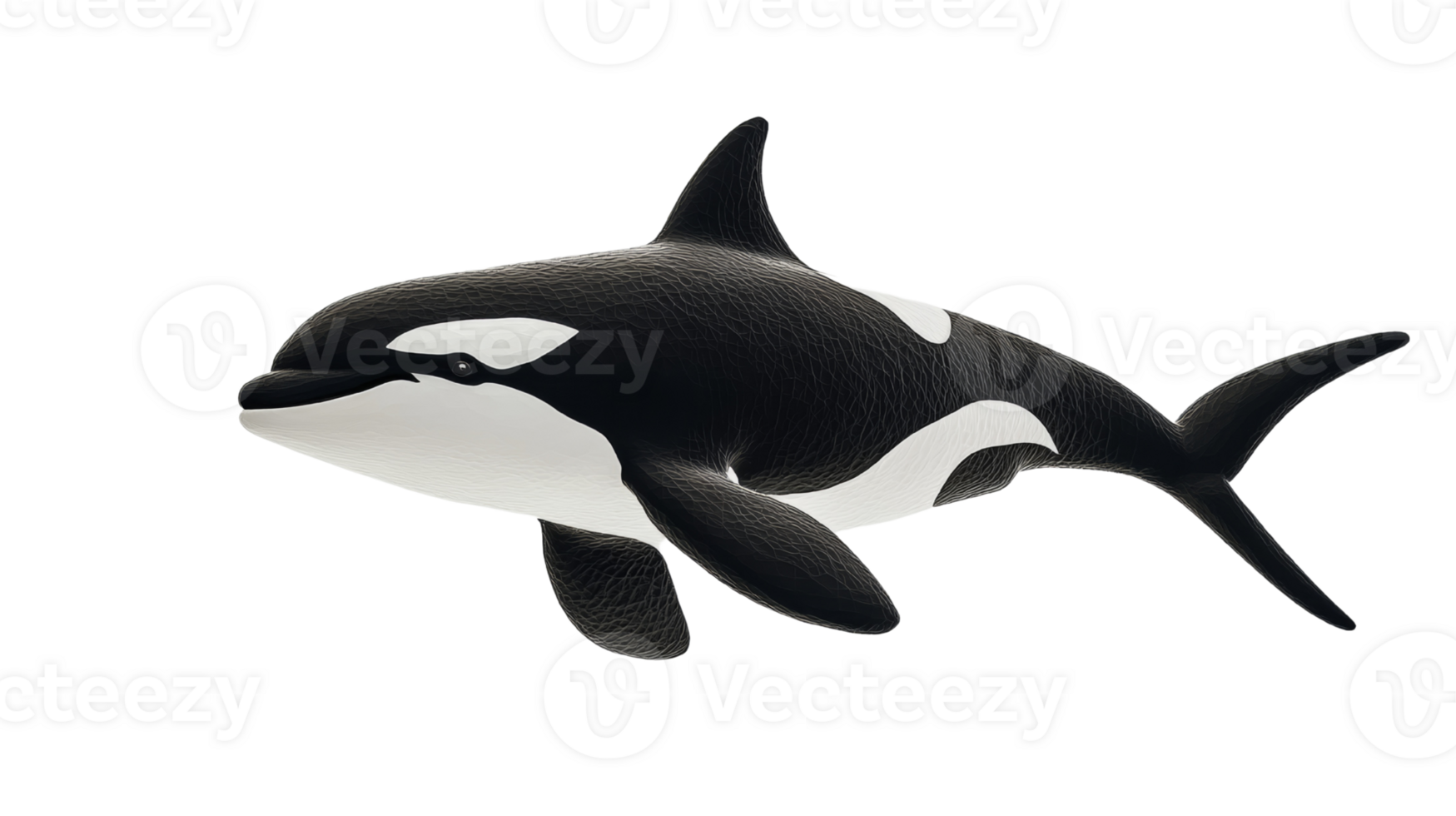 A detailed three dimensional render of an orca whale png