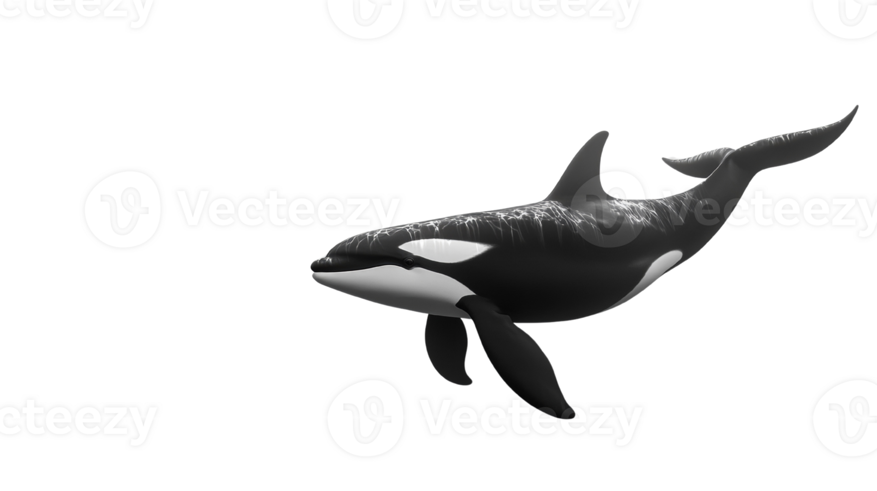 Orca whale swimming in dark water png