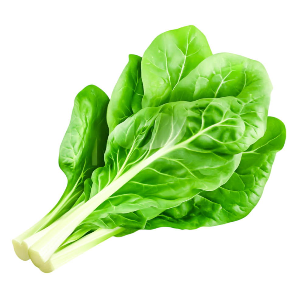 Fresh Spinach Leaves with Exquisite Green Texture for Healthy Meals png