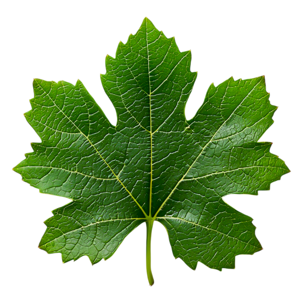 Fresh Green Maple Leaf Isolated on for Nature Use png