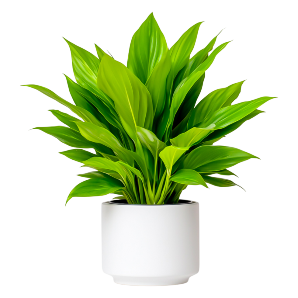Fresh Green Leaves in Modern White Pot with Natural Light Background png