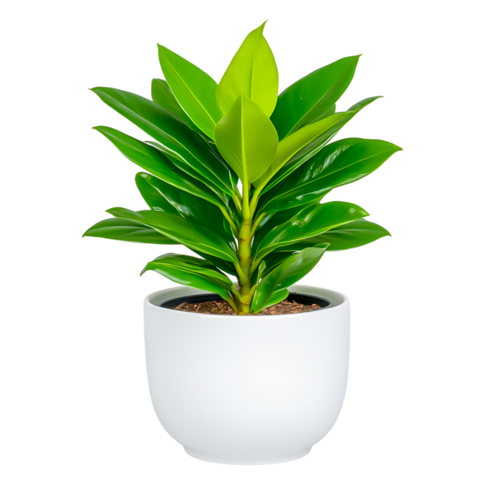 Green Leafy Plant in White Pot on Isolated Background png