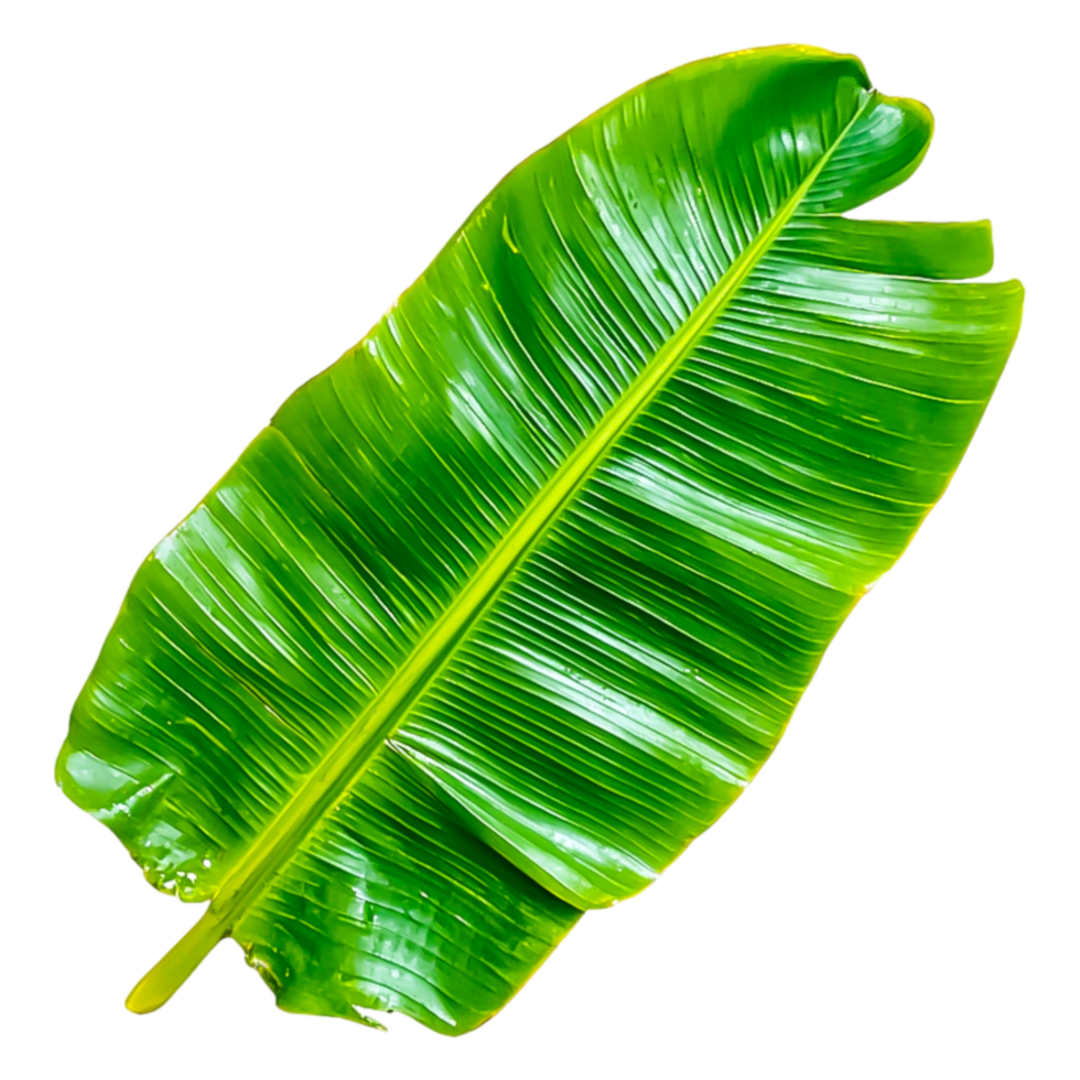 Bright Green Banana Leaf Isolated on for Design png