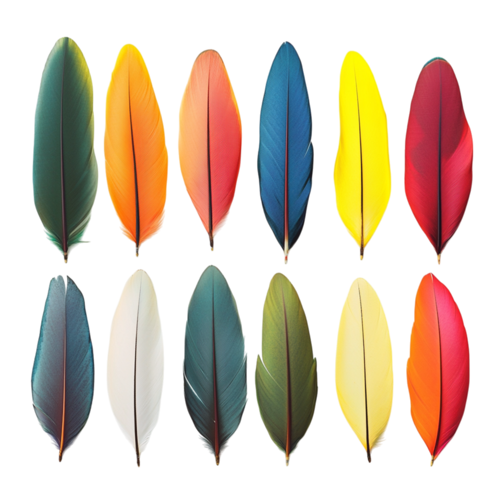 Collection of multicolored feathers arranged in a neat pattern symbolizing nature diversity and the delicate beauty of avian plumage png