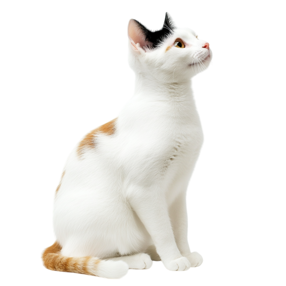 Cat sitting gracefully with its head tilted upward gazing curiously representing elegance independence and the inquisitive nature of felines as they observe their surroundings with keen attention png