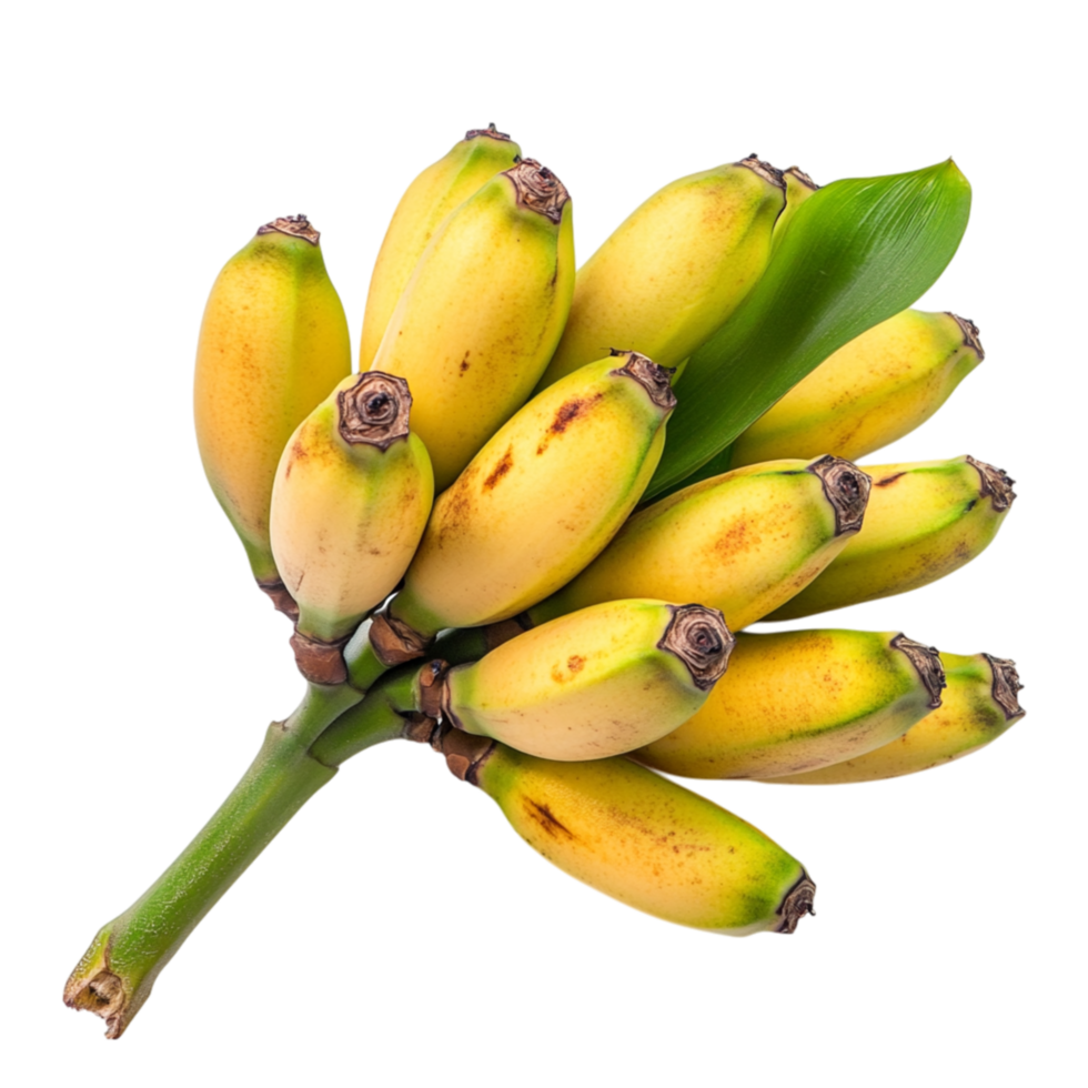 Bunch of mini bananas offering a naturally sweet and nutritious treat with a compact size for convenience png