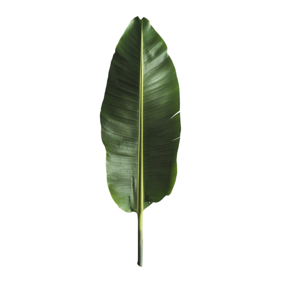 Green banana leaf embodies tropical essence and serves versatile purposes in many cultures png