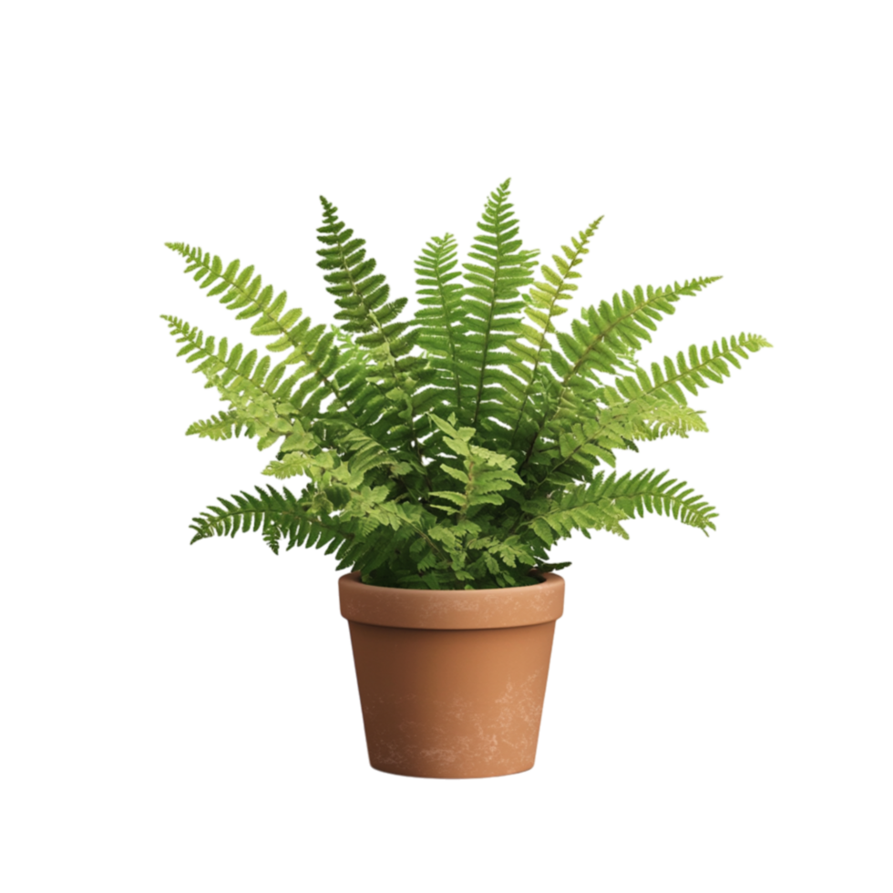 Potted green fern with lush leaves symbolizing nature freshness and the calming beauty of indoor botanical decor png