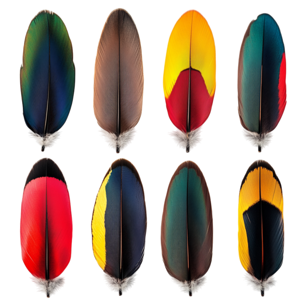 Collection of colorful feathers displays a beautiful blend of deep red yellow blue and black shades with intricate patterns png