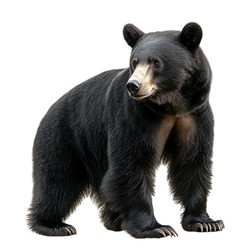 Strong black bear standing on all fours with a thick coat of fur and watchful eyes represents wilderness and the majestic power of untamed wildlife png