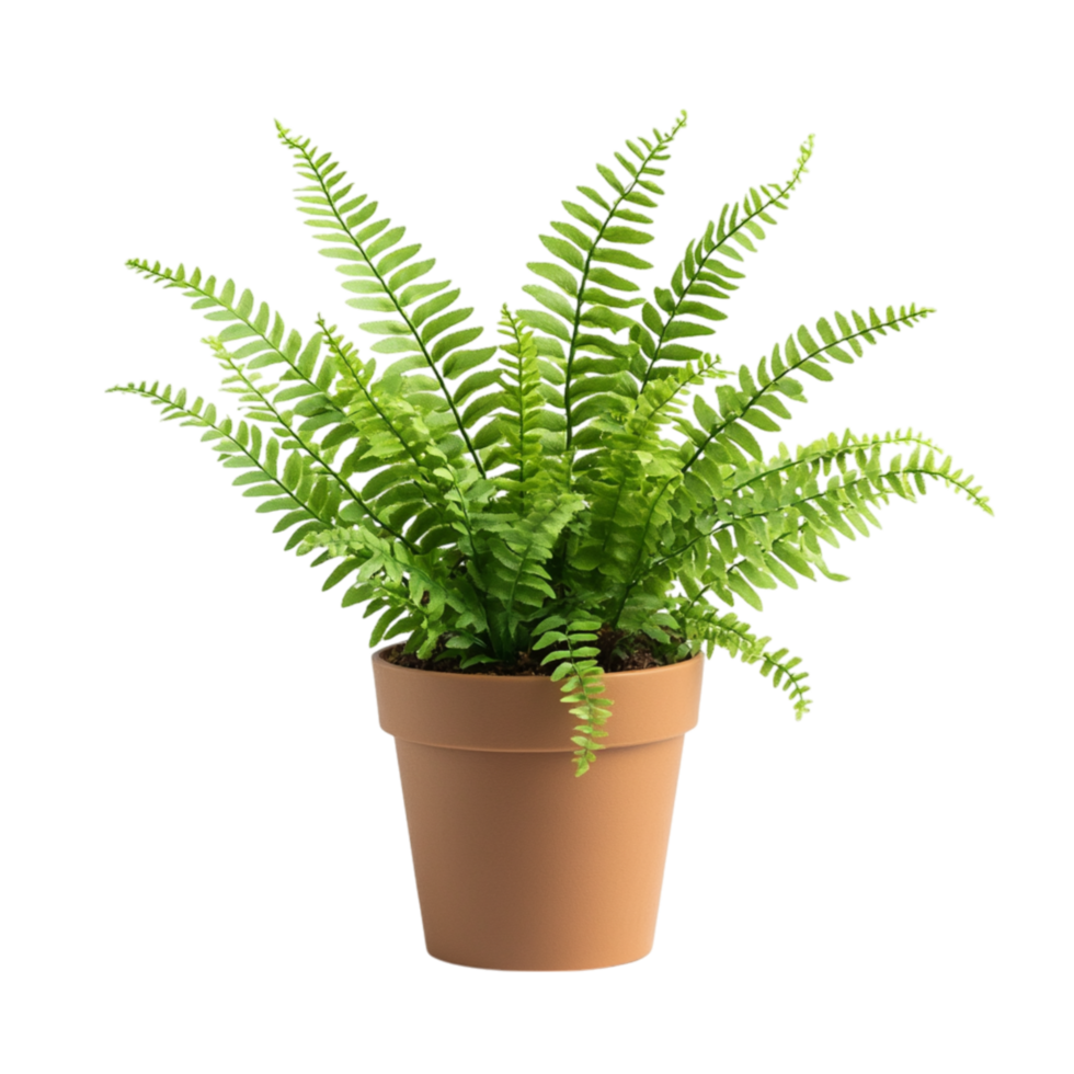 Lush green fern plant with delicate feathery leaves potted in a simple terracotta container and thriving indoors as home decor png