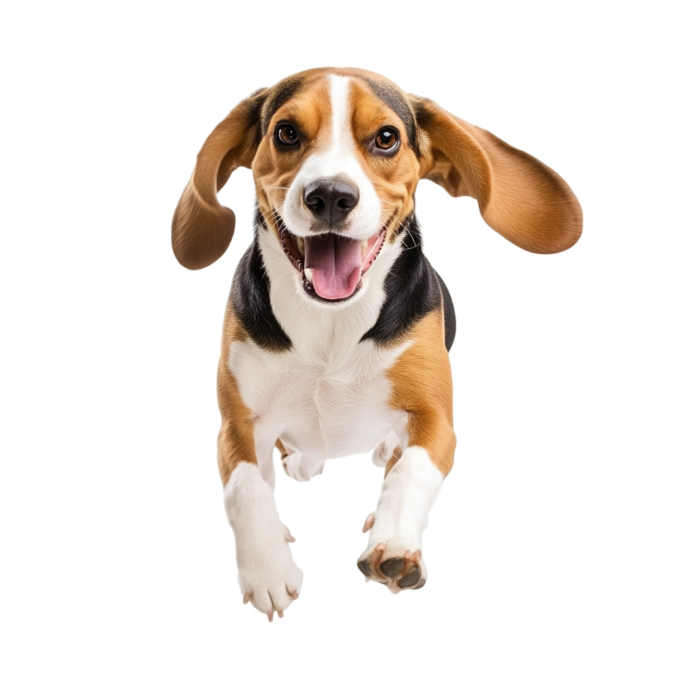 Happy beagle dog running towards the camera with its ears flopping and tongue out displaying pure joy and energy png