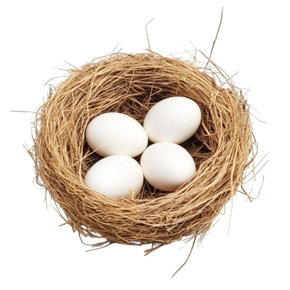 Small bird nest with four smooth white eggs rests delicately on a bed of twigs and straw png