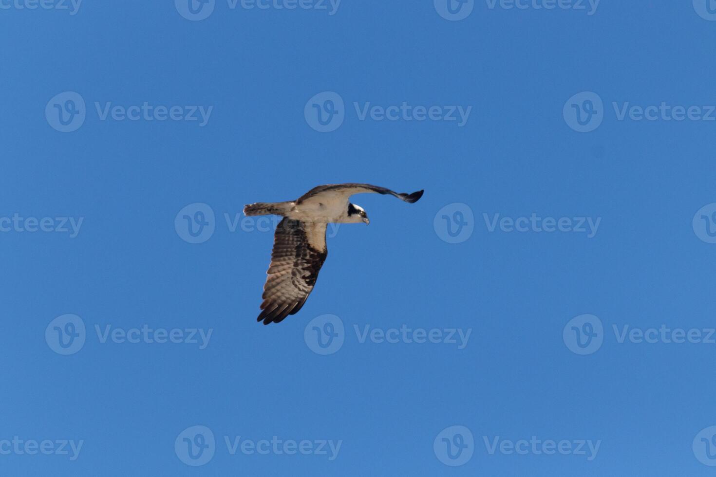 This beautiful osprey bird was flying in the clear blue sky when this picture was taken. Also known as a fish hawk, this raptor looks around the water for food to pounce on. photo