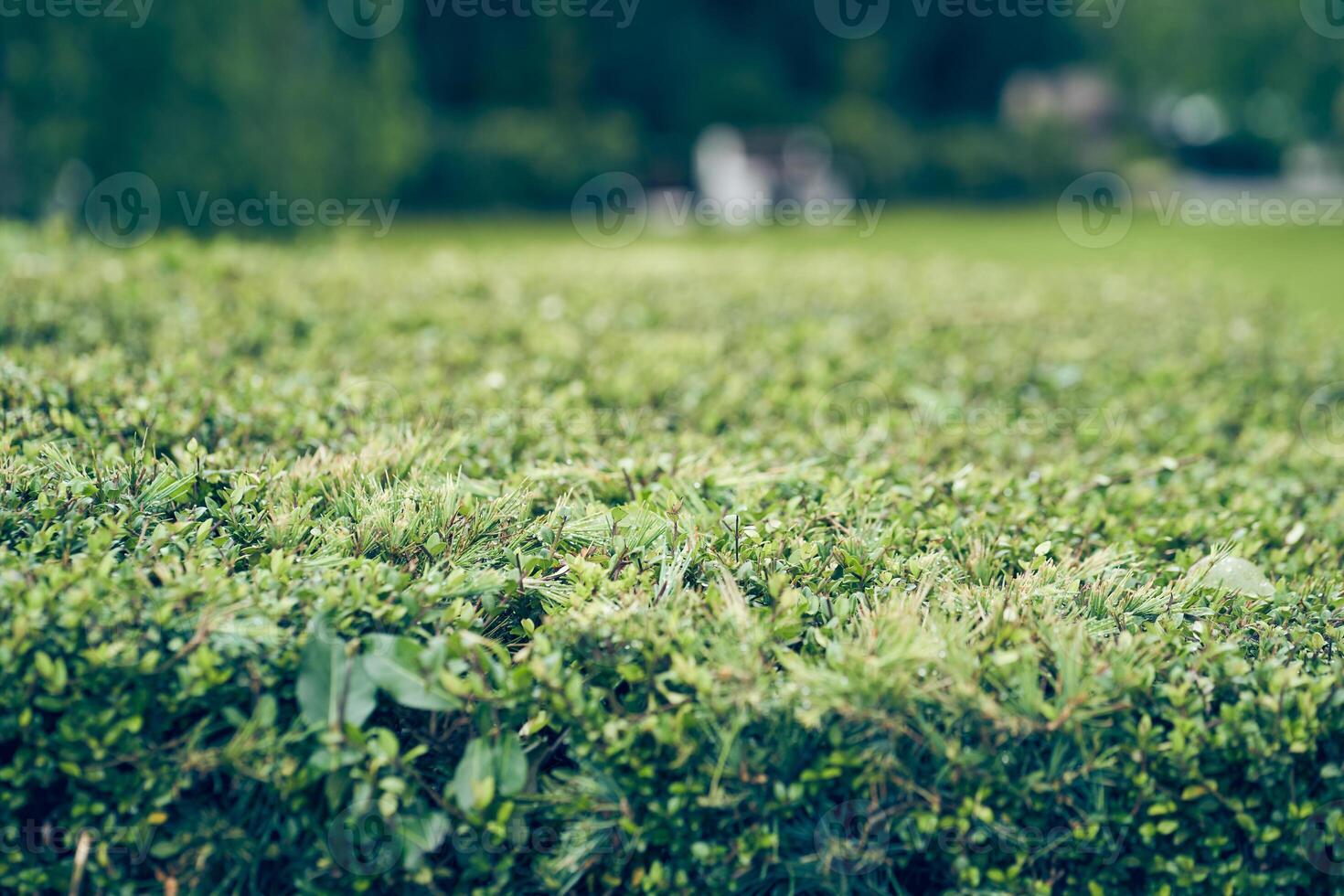 A background of lush green ivy leaves and spruce branches twine in the shape of a hedge. An evergreen plant growing against a background of unfocused nature. With space to copy photo