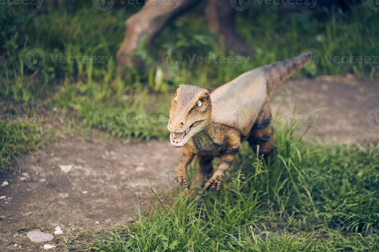 A velociraptor stands against a background of grass. This dinosaur lived at the end of the Cretaceous period. With space to copy photo