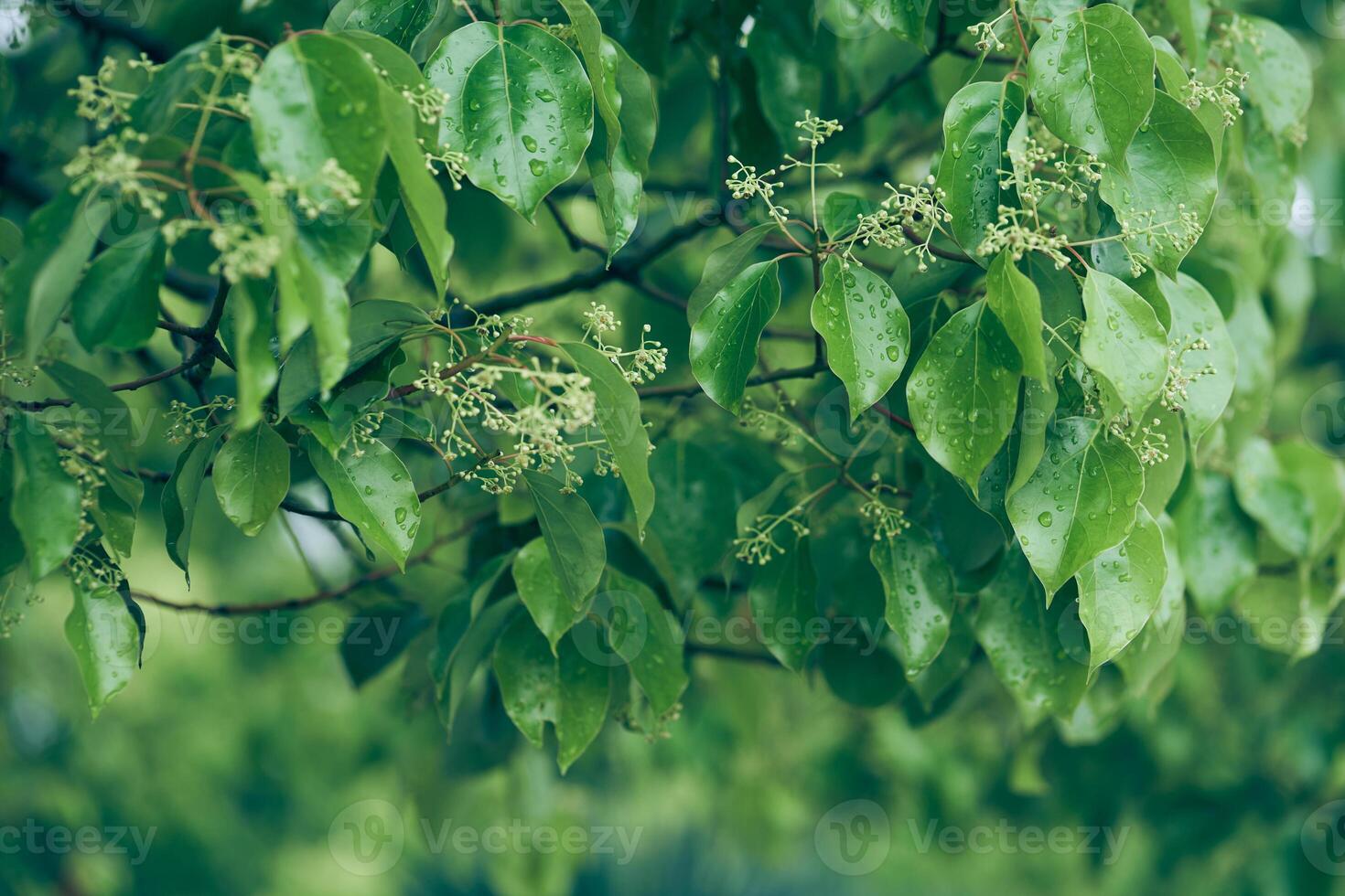 Cherry blossoms in spring. The bird cherry is gaining color. Close-up of a flowering tree with small white inflorescences. A spring concept with space to copy photo