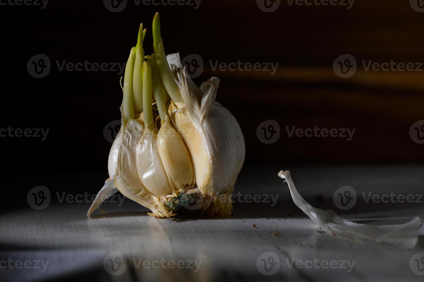 Sprouting garlic bulb sits on a wooden surface under soft light in a cozy kitchen setting photo