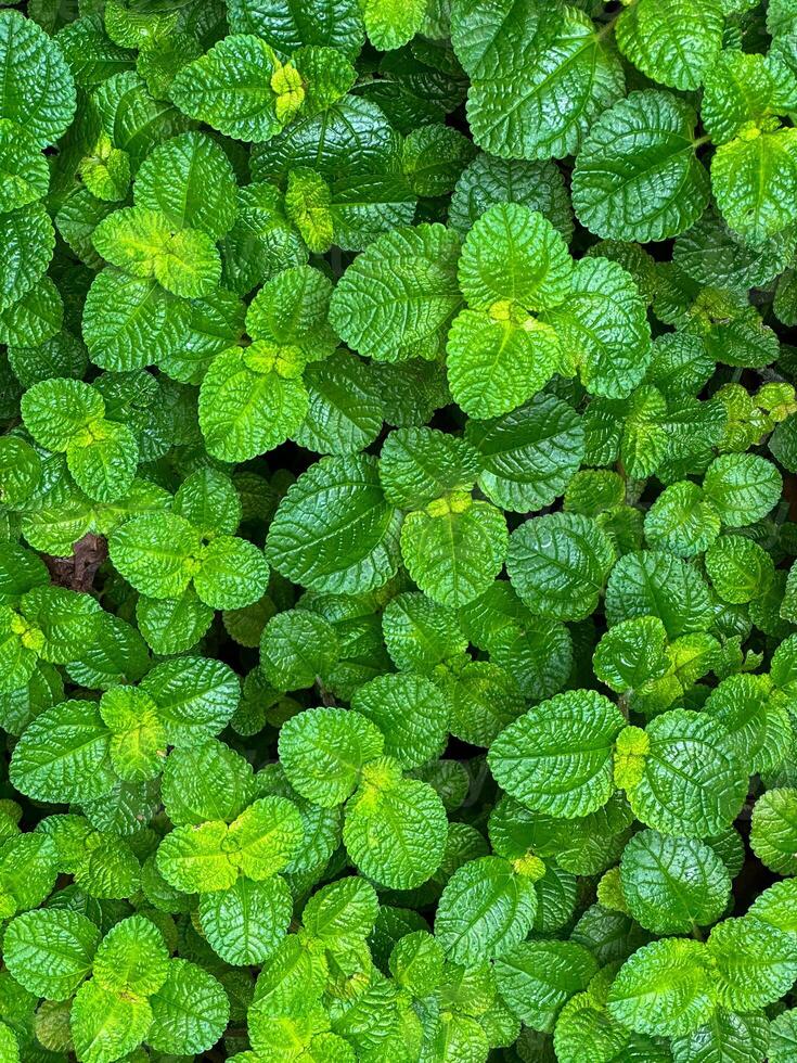 Mint leaves background. Green Peppermint leaves Pattern layout design Top view. Spermint plant growing photo