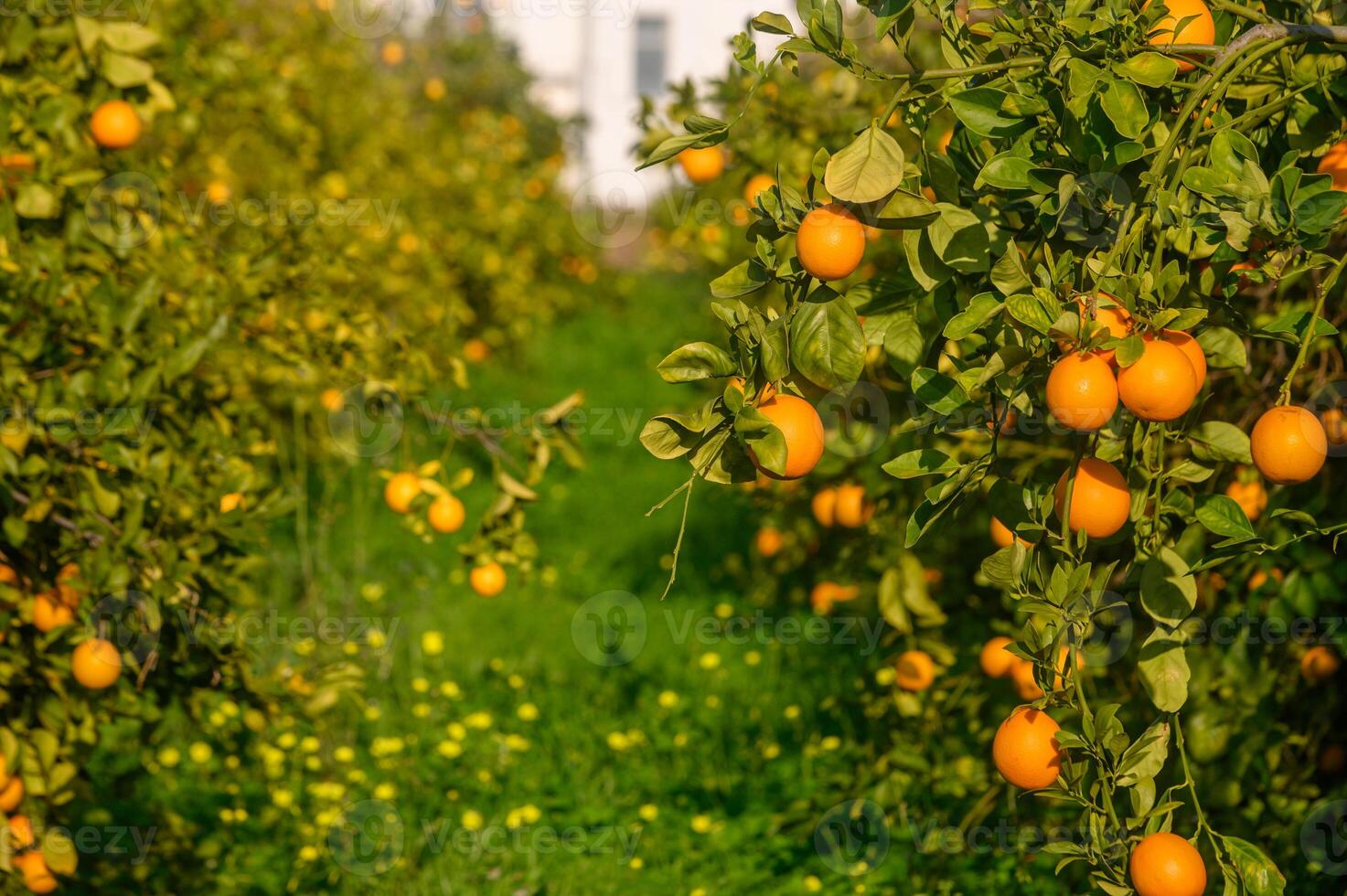 Vibrant orange grove filled with ripe citrus fruits basking in sunlight during the warm afternoon photo